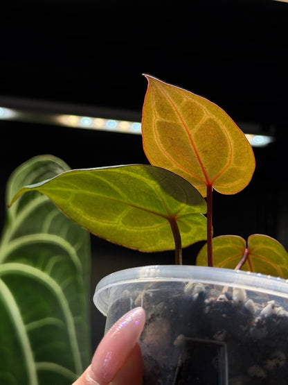 Anthurium (Michelle X DocBlock Zara) 28 X DocBlock Zara Cutting Nr.3