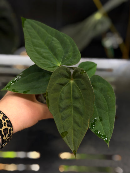 Anthurium (Luxurians x Magnificum) X (Papillilaminum Dark) Nr.1