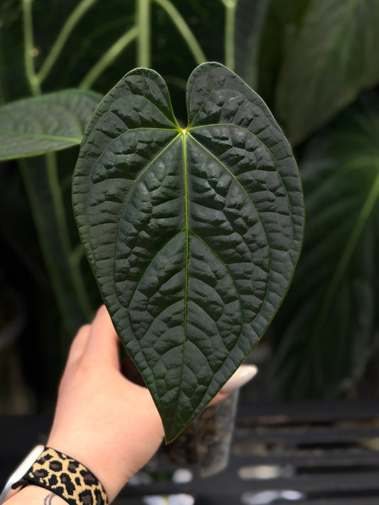 Anthurium Regale x Luxurians