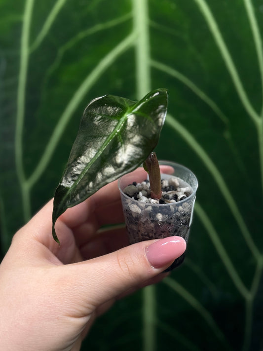Alocasia Mystery