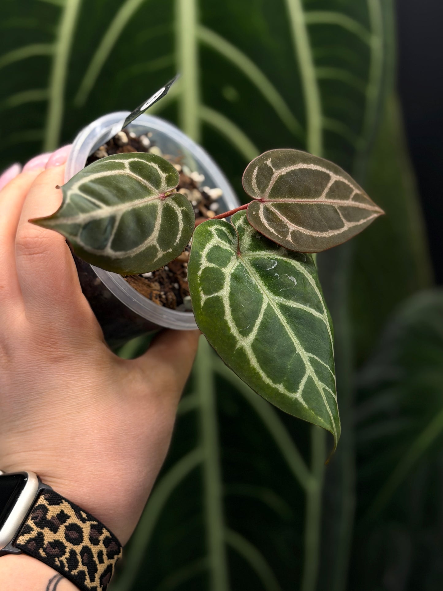Anthurium (Michelle X DocBlock Zara) 28 X DocBlock Zara Cutting Nr.3