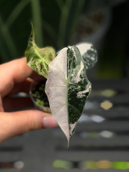 Alocasia Amazonica Pink Variegata