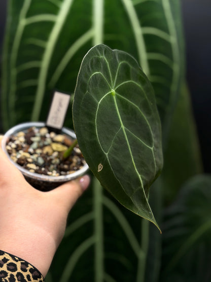 Anthurium Forgetii Cutting Nr.1