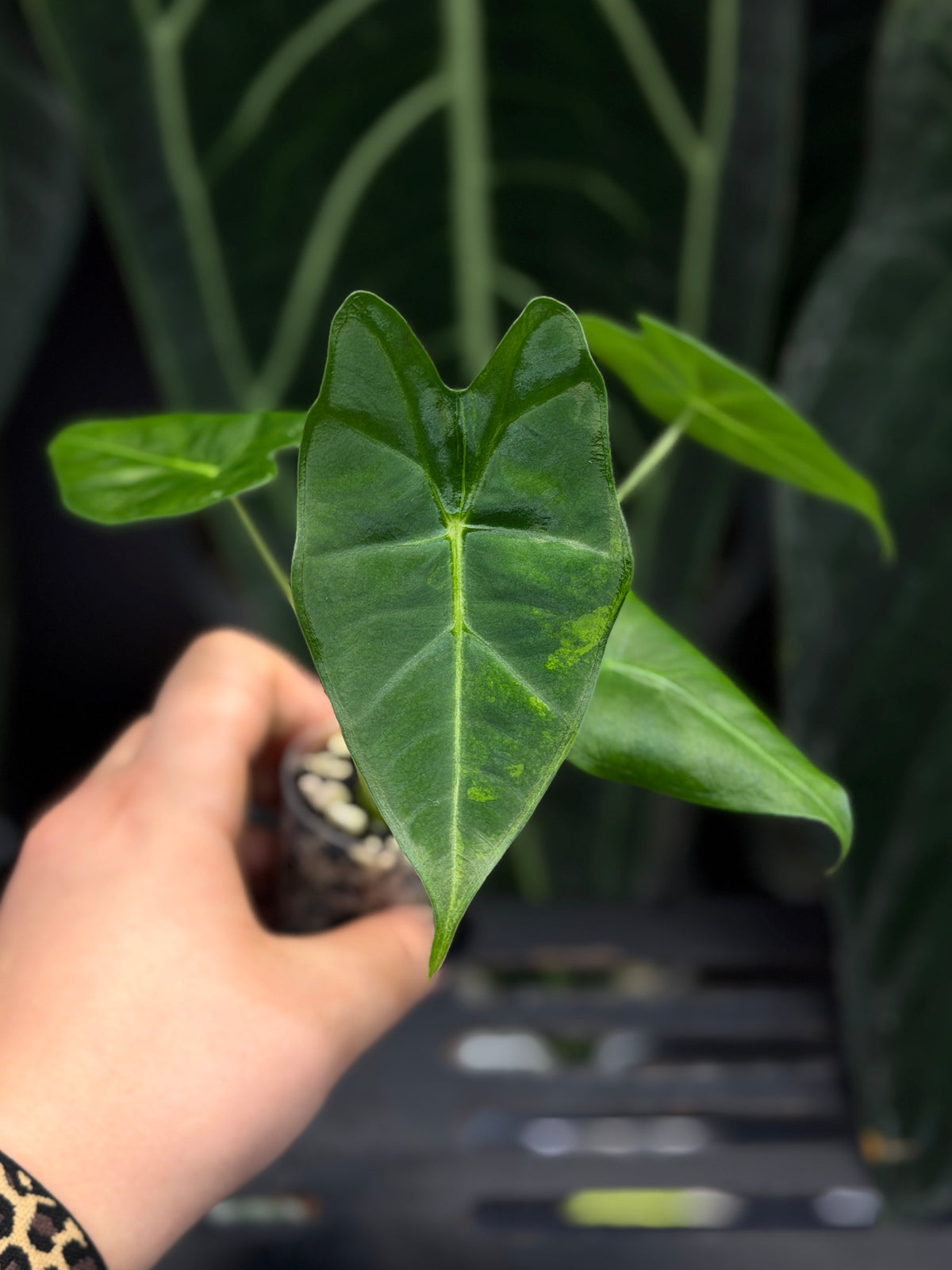 Alocasia Frydek Green on Green Low Variegata Nr.2