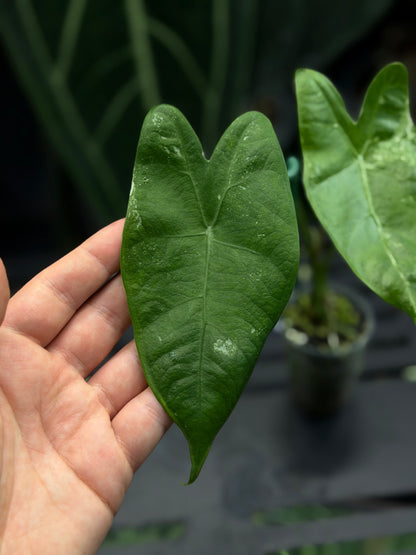 Alocasia Longiloba Albo Low Variegata