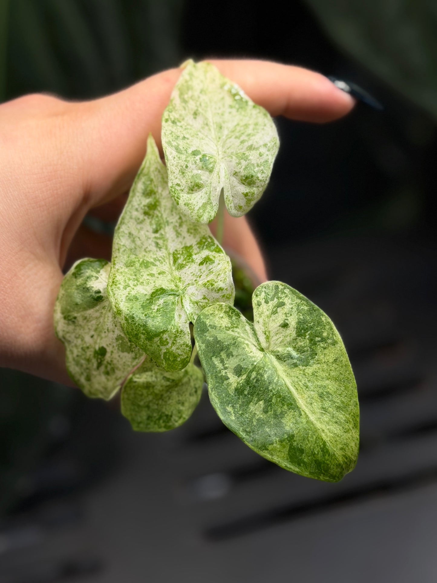 Alocasia  Odora Batik Nr.2