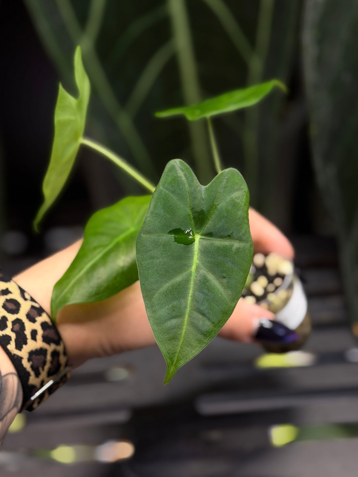 Alocasia Frydek Green on Green Low Variegata Nr.2