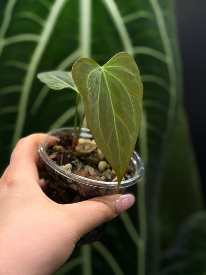 Anthurium Butterfly Mutation Cutting Nr.1