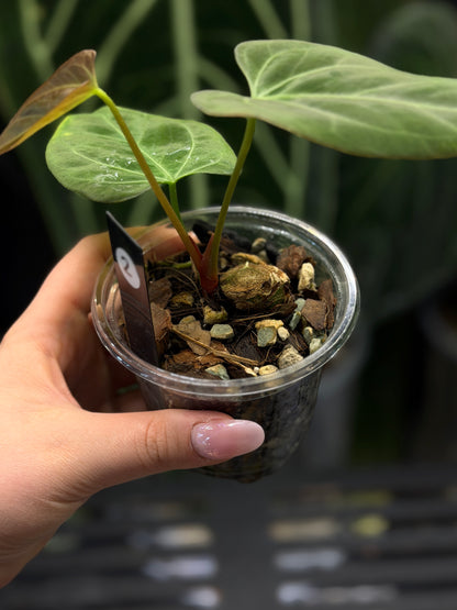 Anthurium Butterfly Mutation Cutting Nr.2