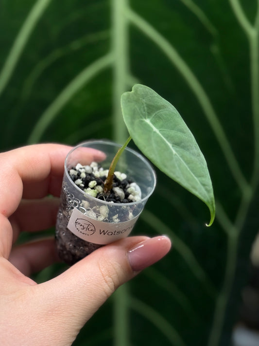 Alocasia Watsoniana Nr.2