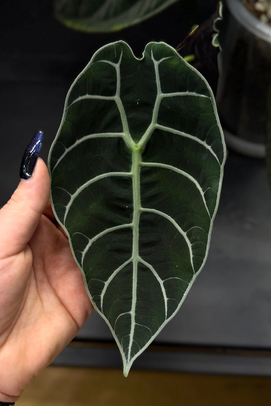 Alocasia Watsoniana Rhizome