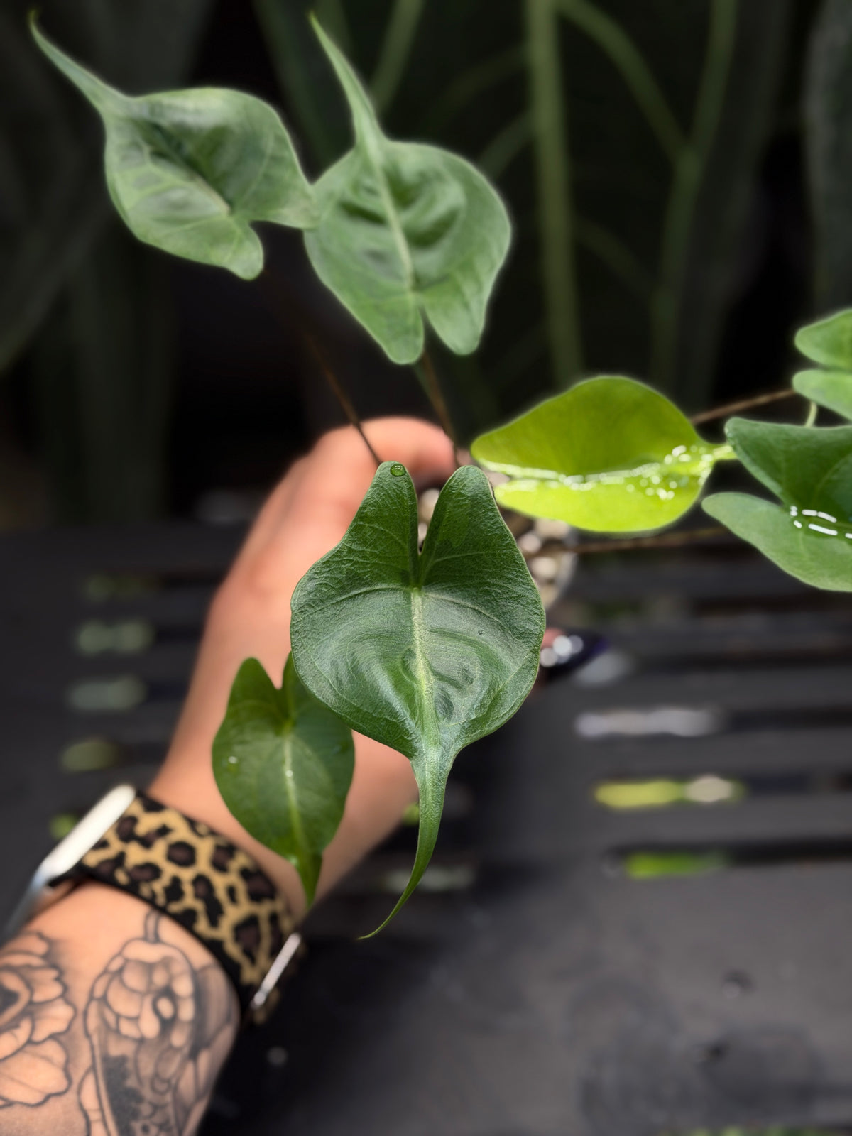 Alocasia Stingray Aurea Low Variegata