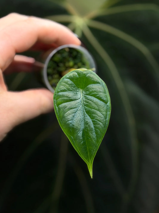 Alocasia Dragon Scale Nr.2