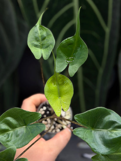 Alocasia Stingray Aurea Low Variegata