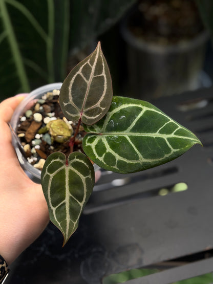 Anthurium (Michelle X DocBlock Zara) 28 X DocBlock Zara Cutting Nr.3