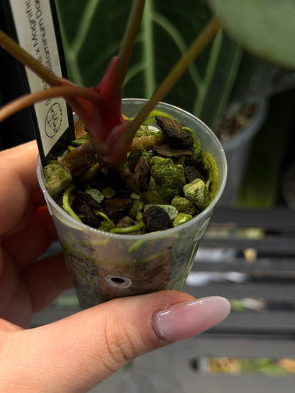 Anthurium (Luxurians x Magnificum) X (Papillilaminum Dark)