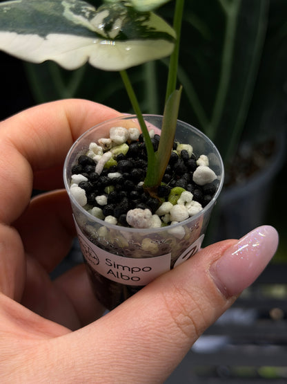 Alocasia Simpo Albo Variegata Nr.2