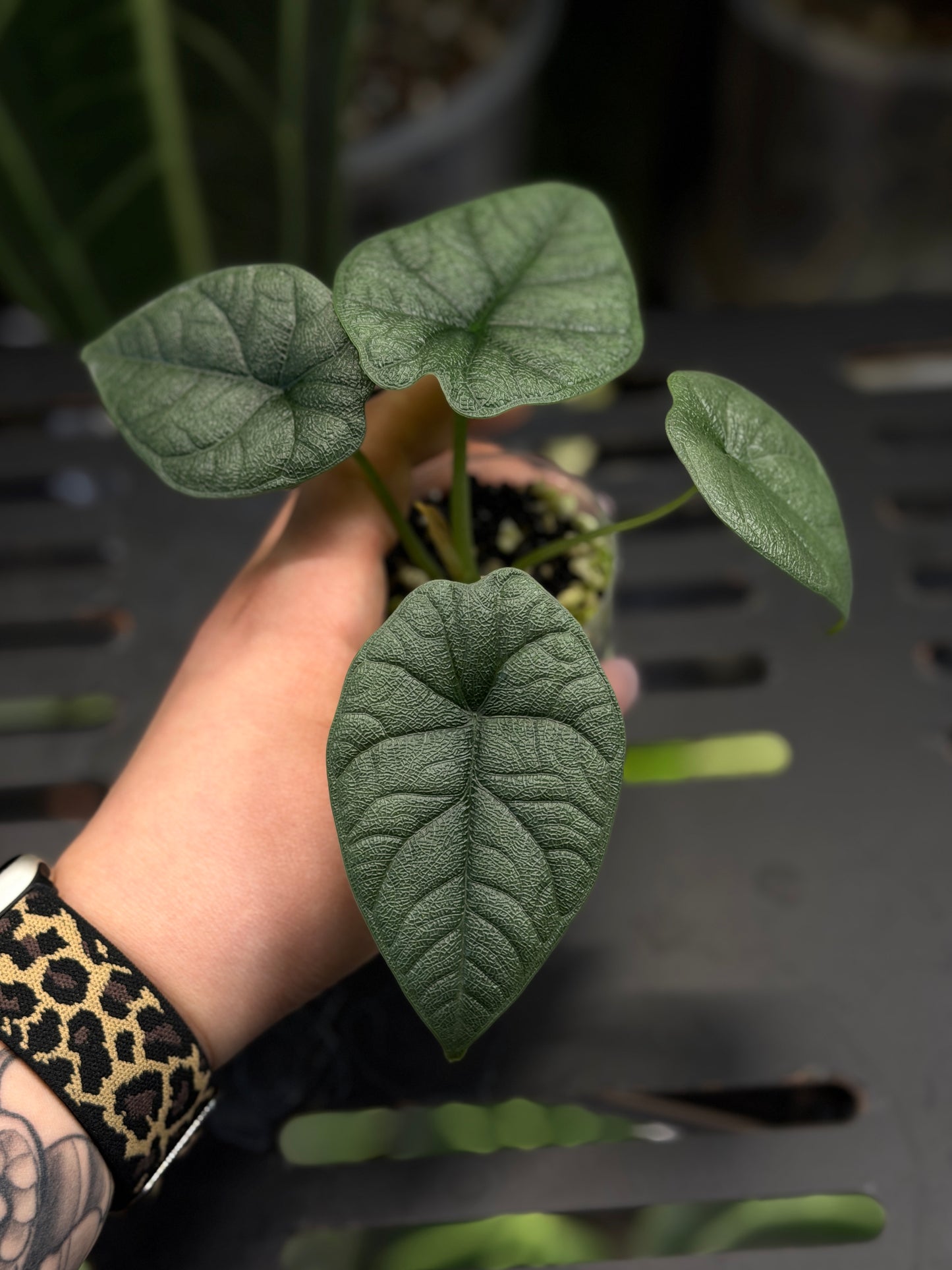 Alocasia Melo Nr.3