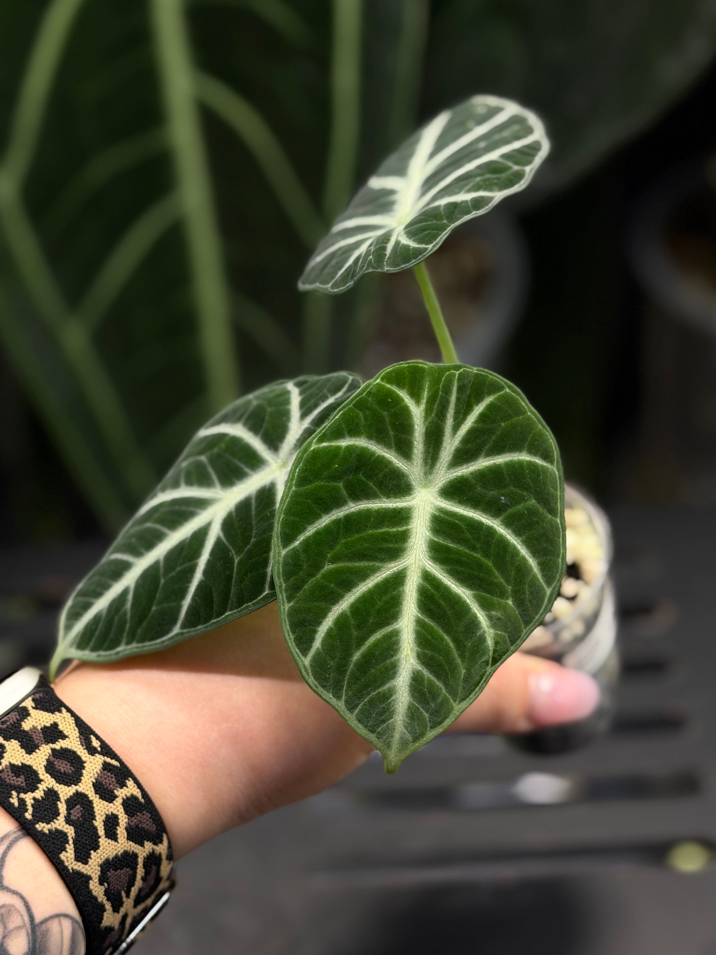 Alocasia Ninja Nr.3