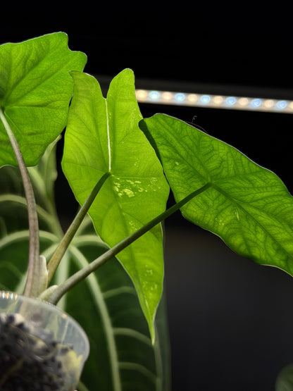 Alocasia Simpo Albo Low Variegata Nr.2