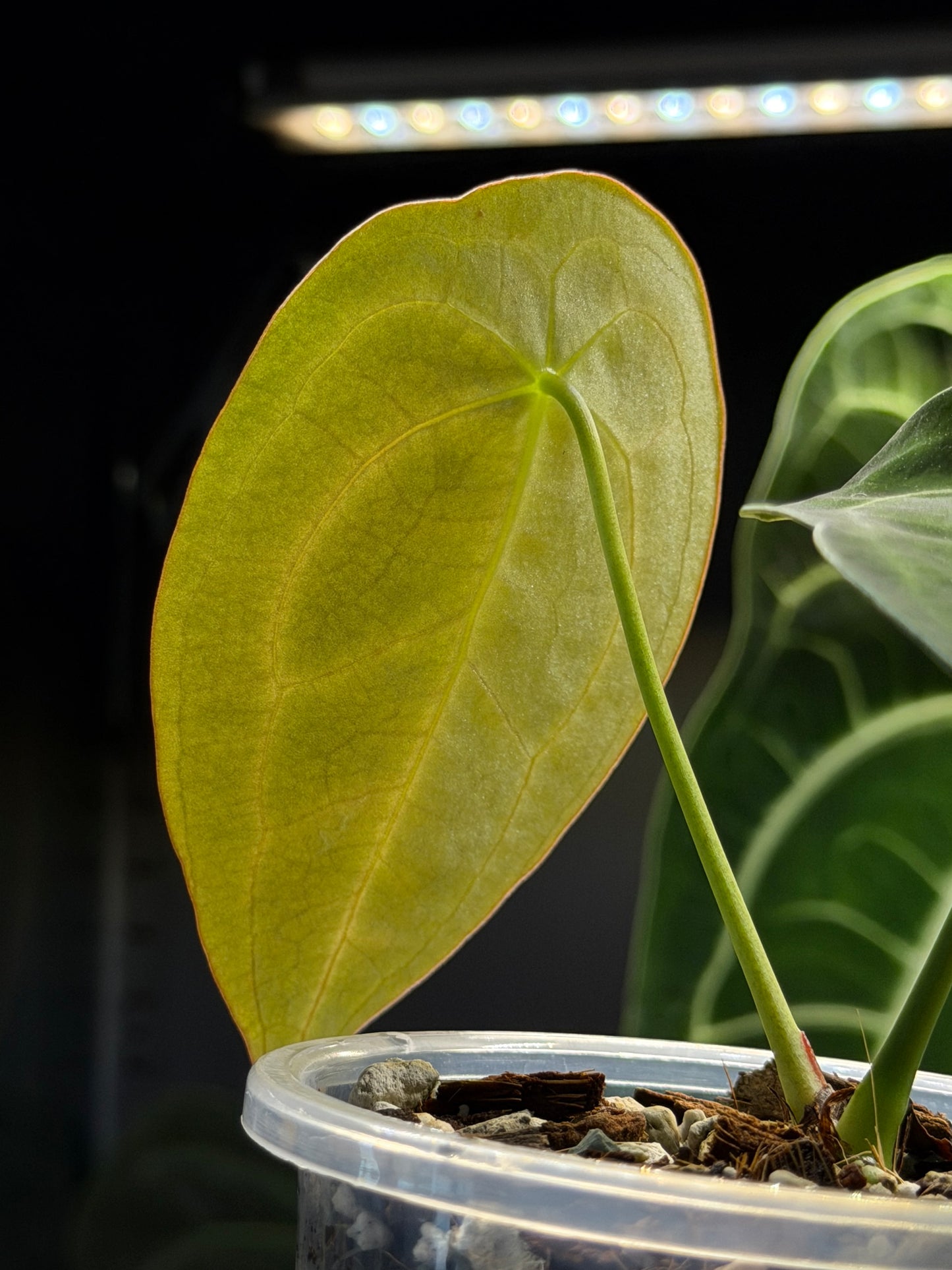 Anthurium Forgetii Cutting Nr.3