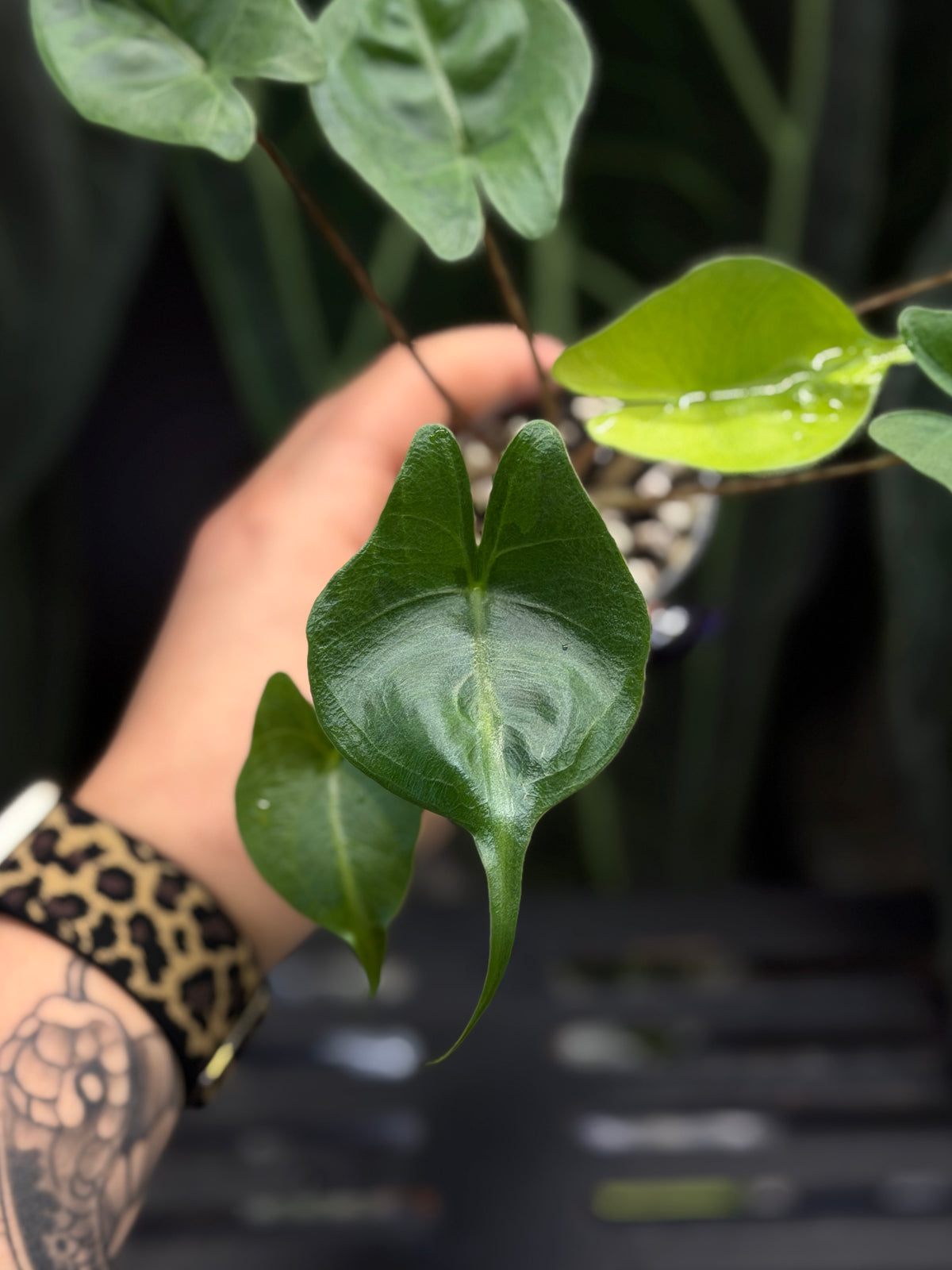 Alocasia Stingray Aurea Low Variegata