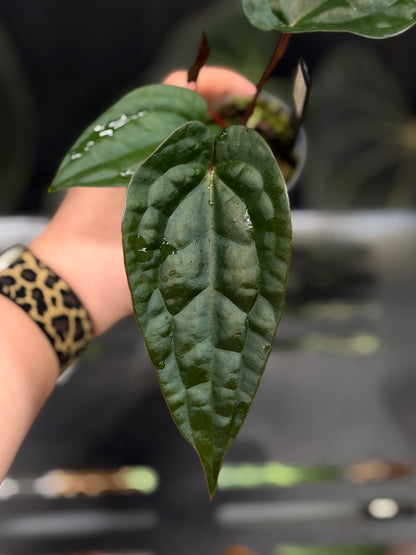Anthurium (DocBlock D&H '9' X RVC '24') x Luxurians Seedling