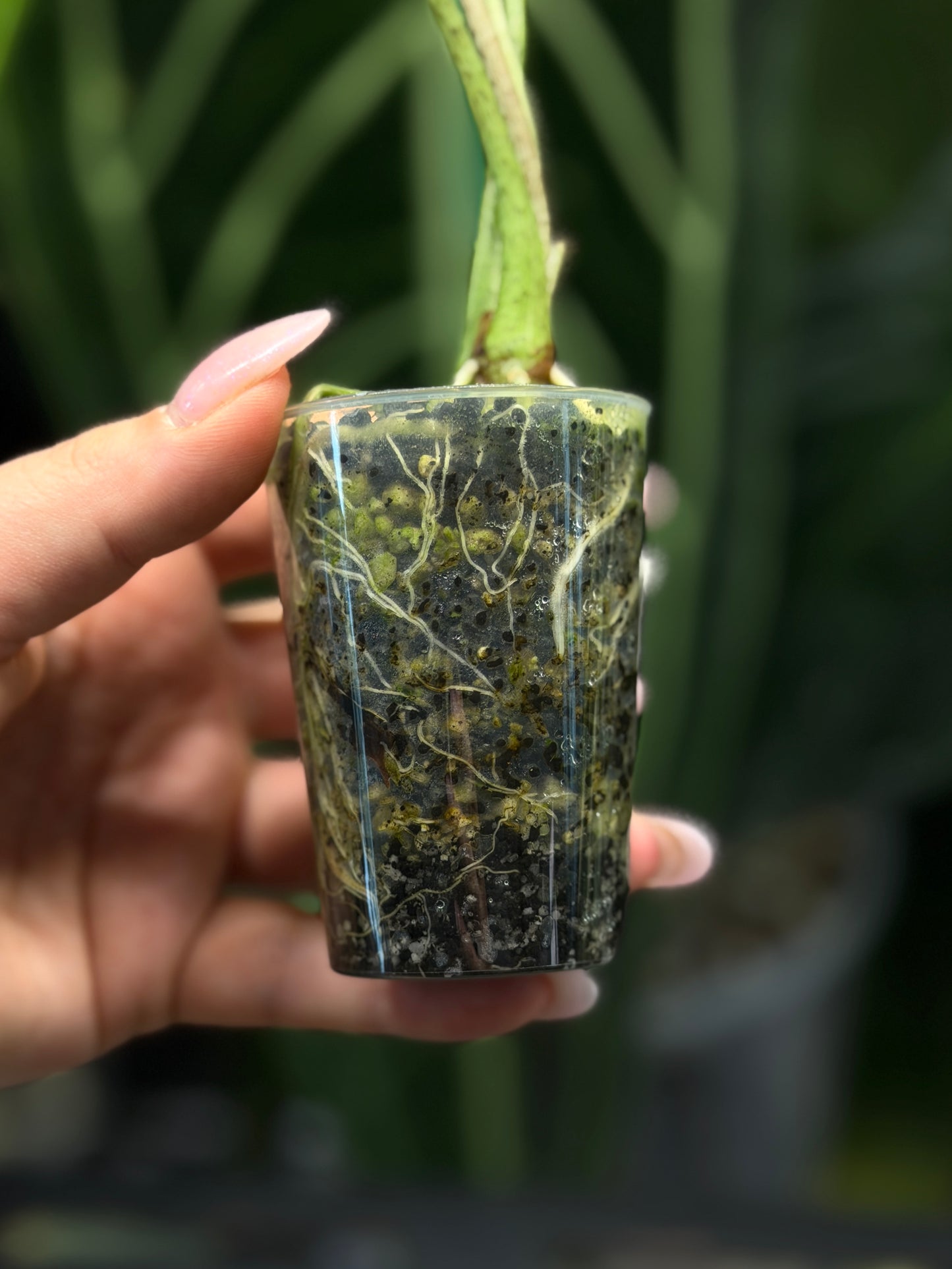 Alocasia Longiloba Albo Low Variegata