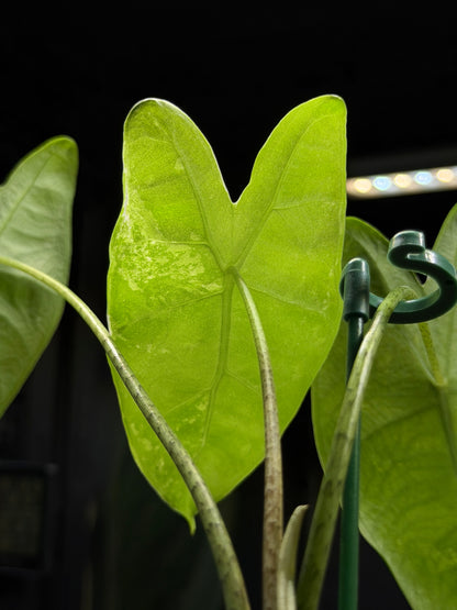 Alocasia Longiloba Albo Low Variegata