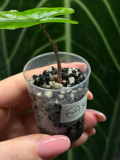 Alocasia Sulawesi Sabrina Nr.5