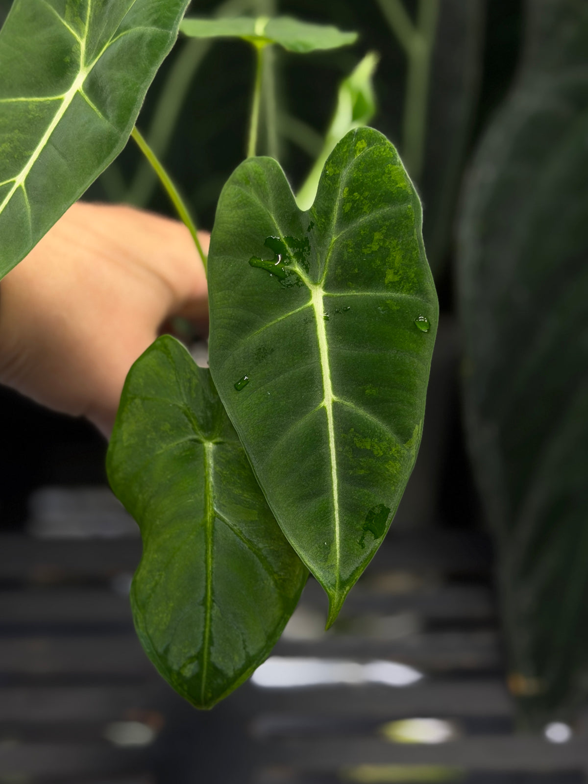 Alocasia Frydek Green on Green Low Variegata Nr.1