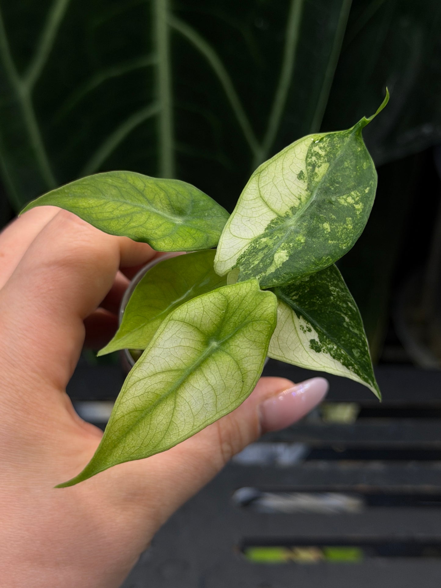 Alocasia Nairobi Nights Variegata Nr.2