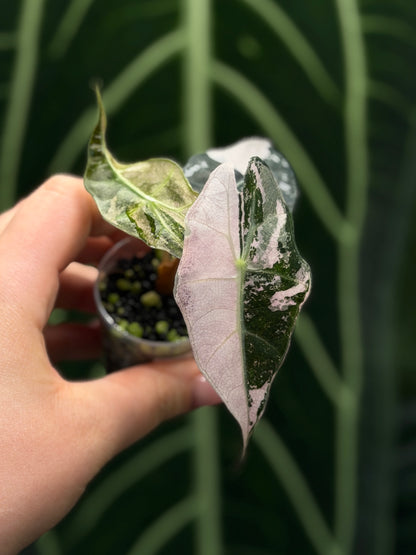 Alocasia Amazonica Pink Variegata