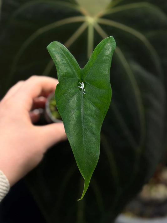 Alocasia Tigrina Nr.4