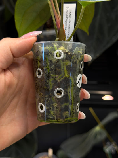 Anthurium (Luxurians x Magnificum) X (Papillilaminum Dark) Nr.1