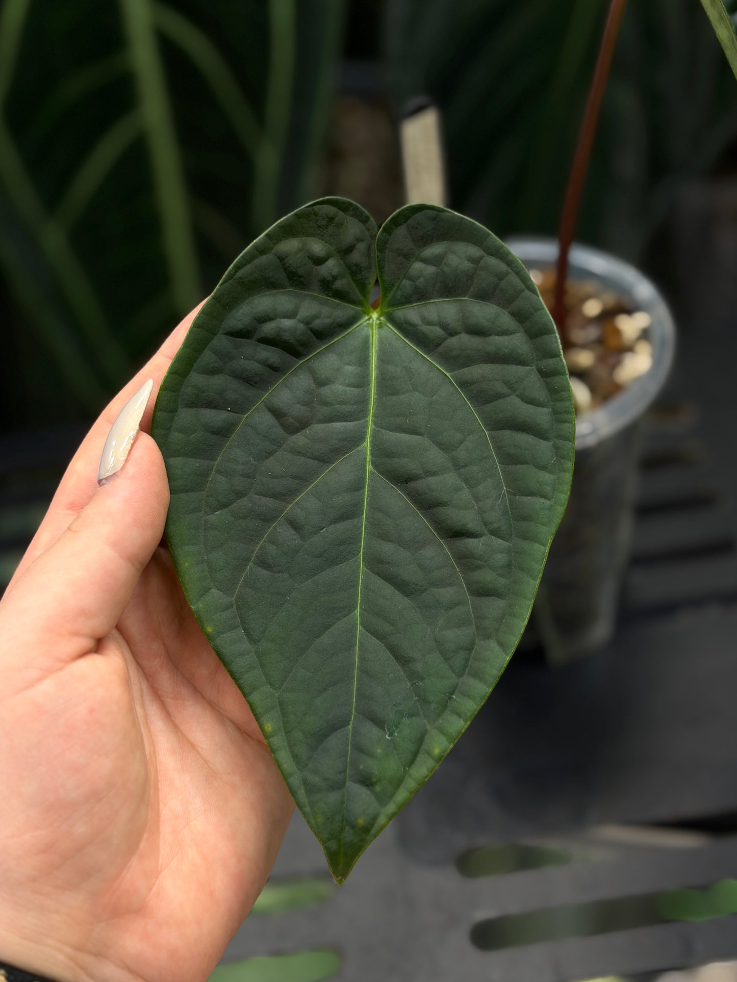 Anthurium Regale x Luxurians