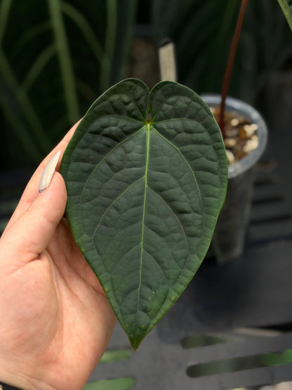 Anthurium Regale x Luxurians