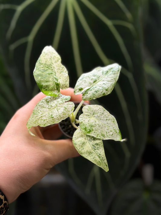 Alocasia Macrorrhiza Splash Nr.4