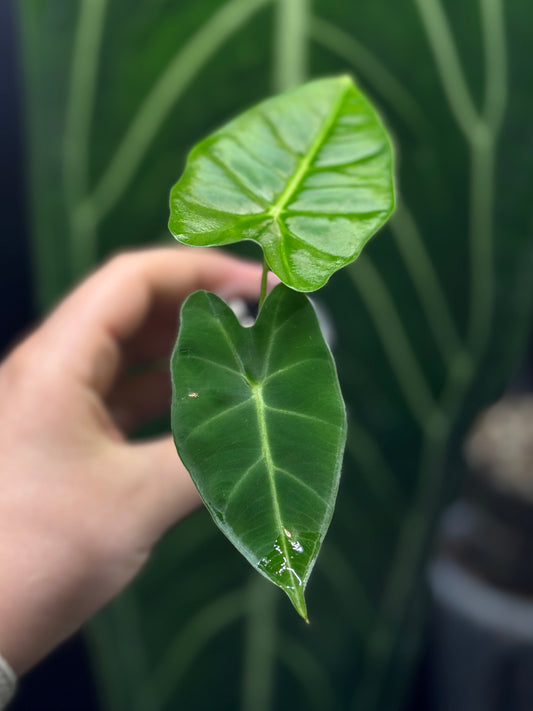 Alocasia Micholitziana (Frydek)