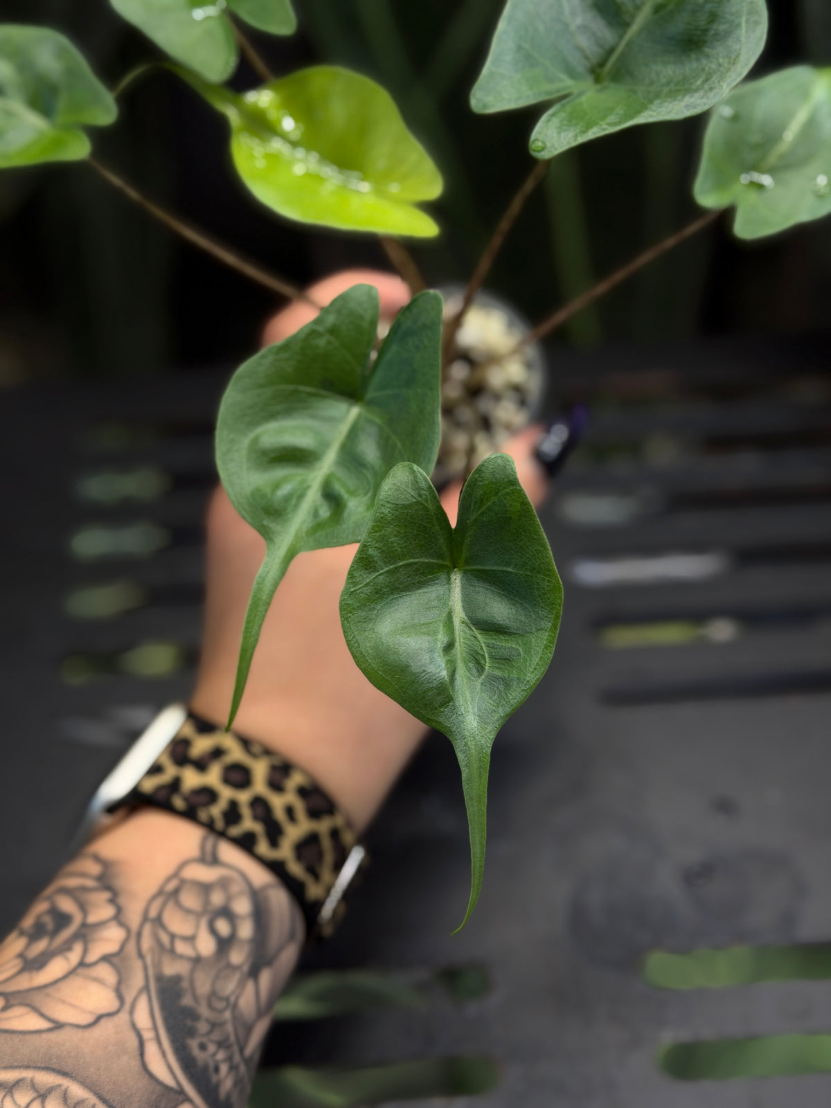 Alocasia Stingray Aurea Low Variegata