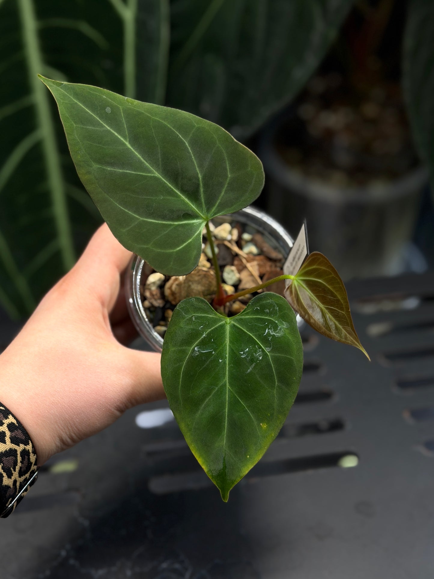 Anthurium Butterfly Mutation Cutting Nr.2