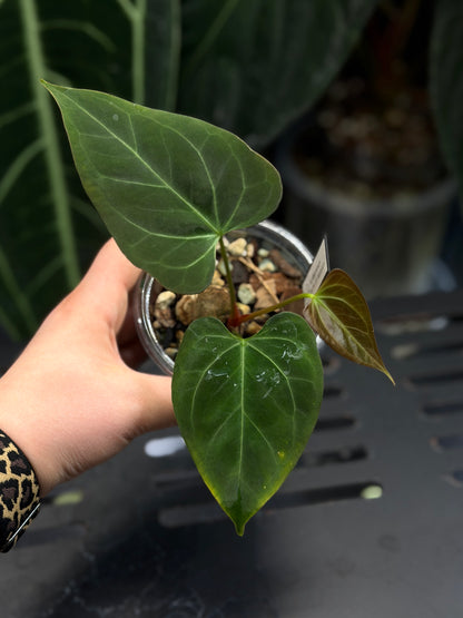 Anthurium Butterfly Mutation Cutting Nr.2