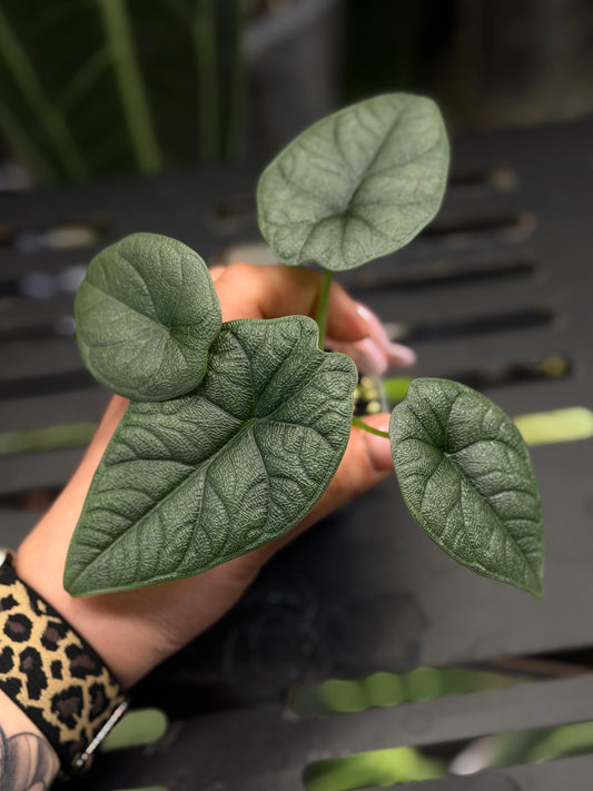 Alocasia Melo Nr.3