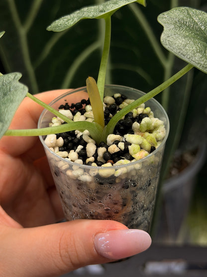 Alocasia Melo Nr.2