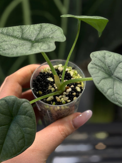 Alocasia Melo Nr.3