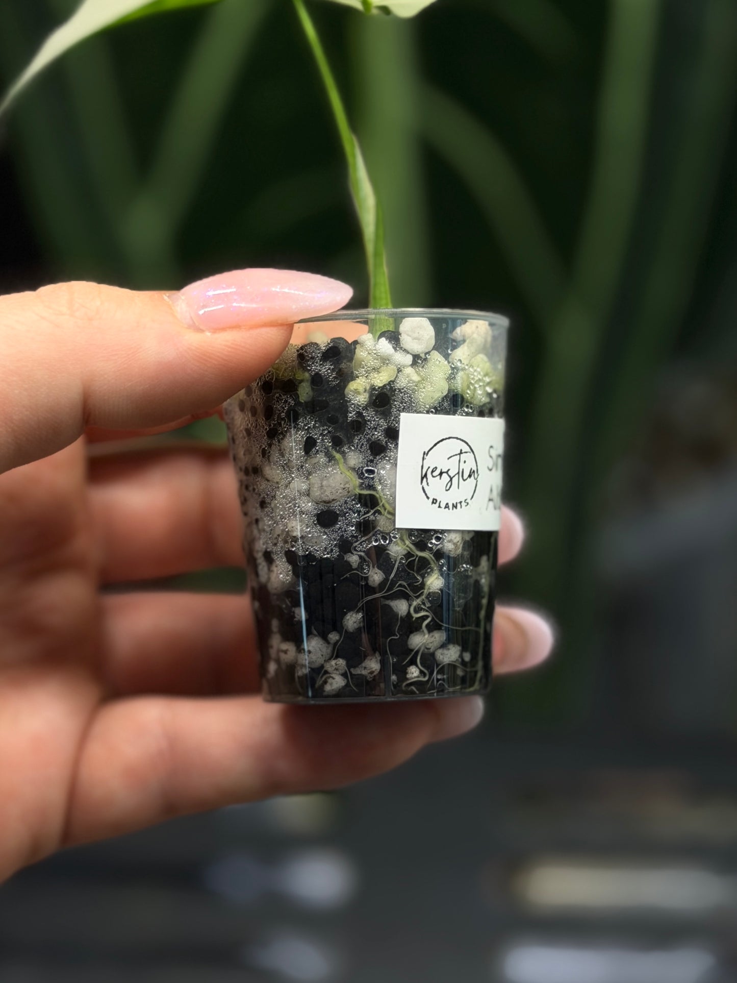 Alocasia Simpo Albo Variegata Nr.2