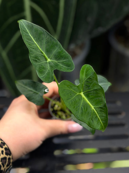 Alocasia Frydek Tattoo Nr.2