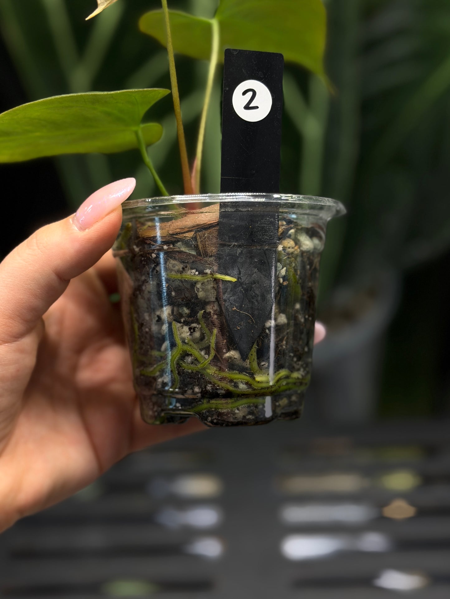 Anthurium Butterfly Mutation Cutting Nr.2