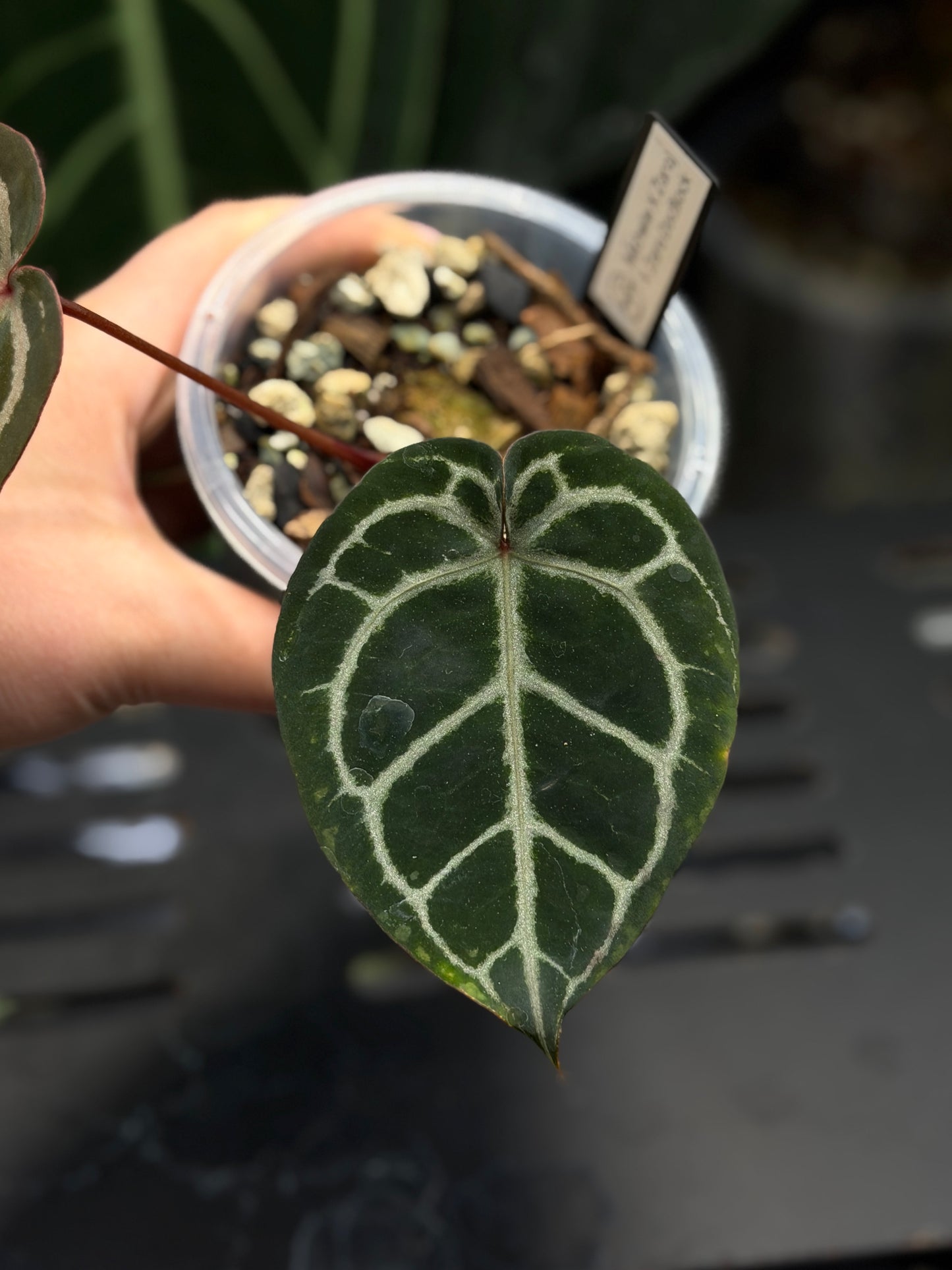 Anthurium (Michelle X DocBlock Zara) 28 X DocBlock Zara Cutting Nr.1