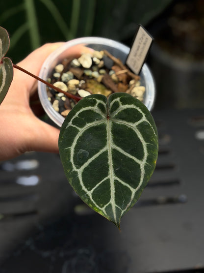Anthurium (Michelle X DocBlock Zara) 28 X DocBlock Zara Cutting Nr.1